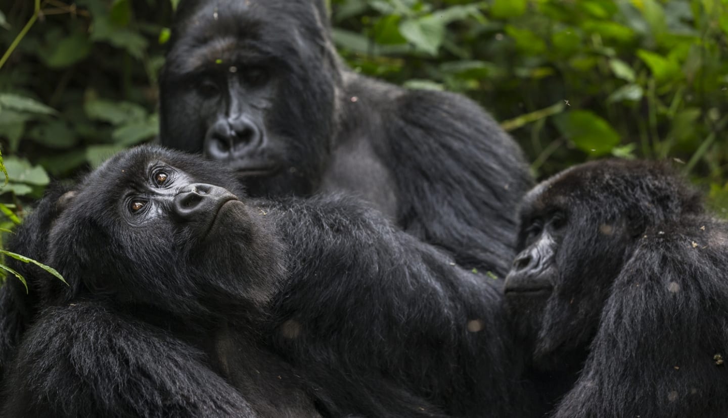 A mountain gorilla family in the rainforest by photographer Brent Stirton