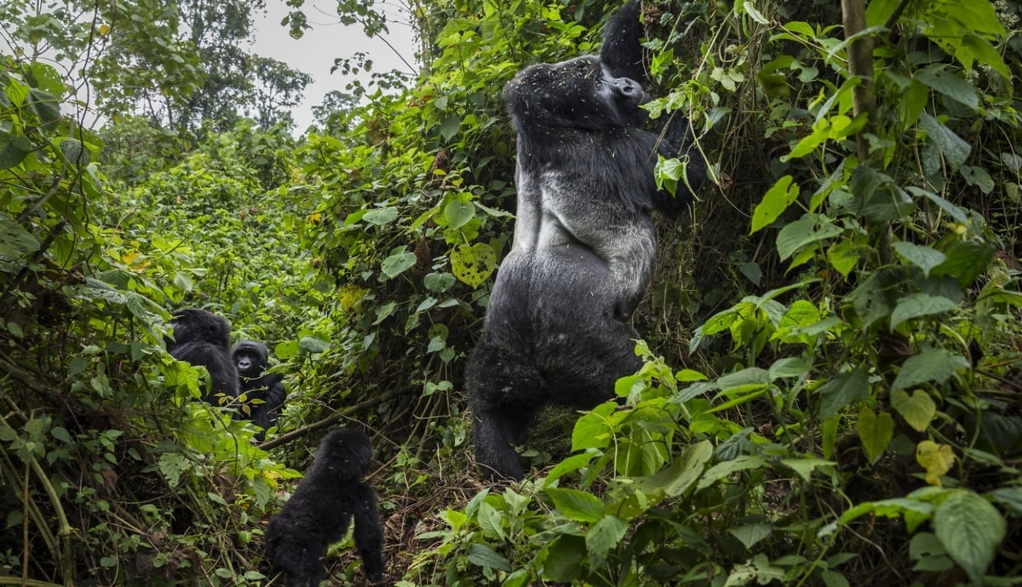 An endangered silverback mountain gorilla by photographer Brent Stirton
