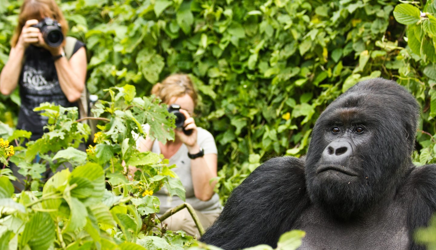 A Mountain gorilla being observed by tourists on a trek by photographer Dean Starnes