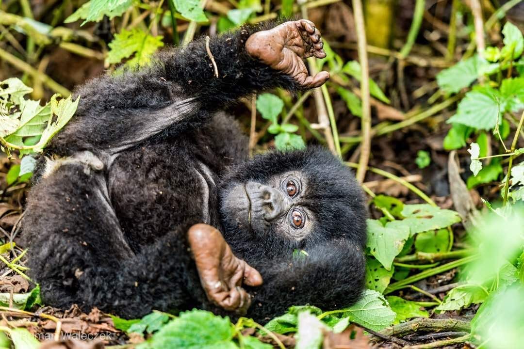 A baby endangered mountain gorilla rolls in the rainforest