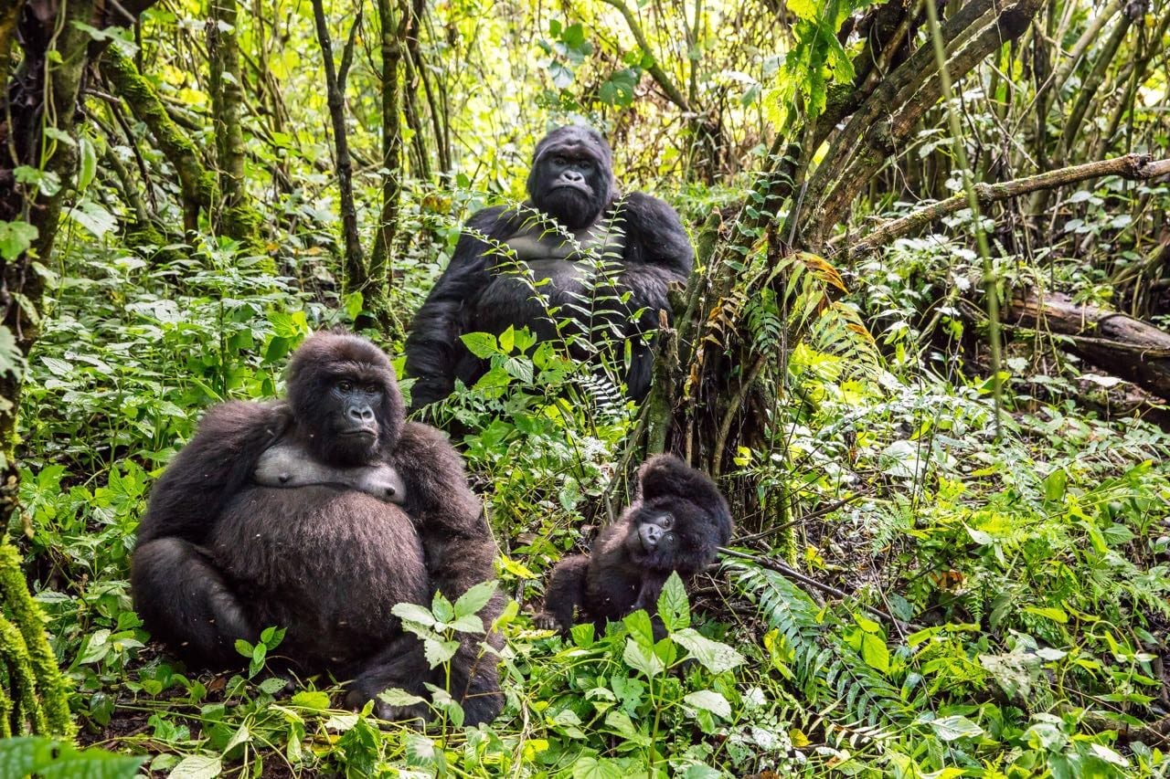 A mountain gorilla family in the rainforest
