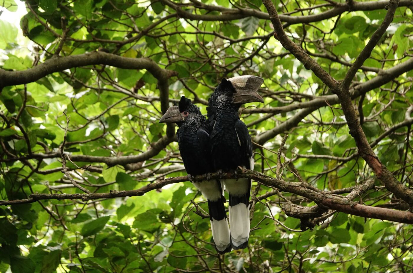a pair of hornbills in a trees