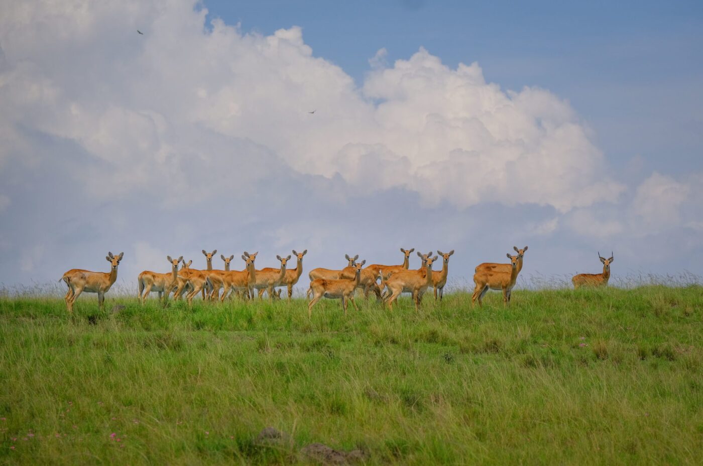 Herd of impala of the Ishasha plains