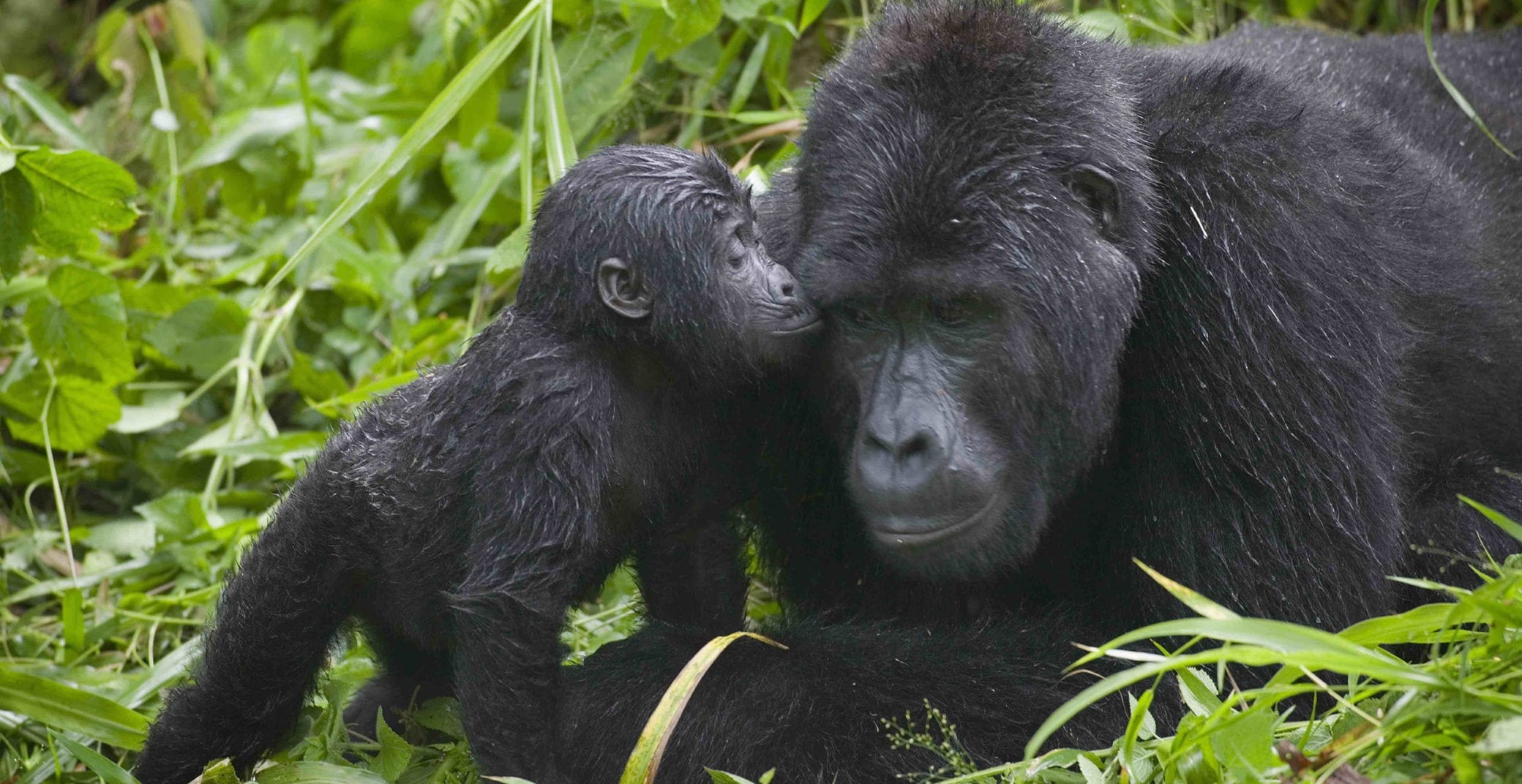 Baby Gorilla Kisses Silverback Male, Bwindi Impenetrable National Park, Uganda