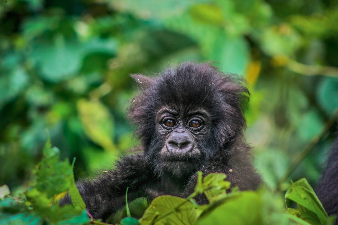 Close up of a baby mountain gorilla in the rainforest