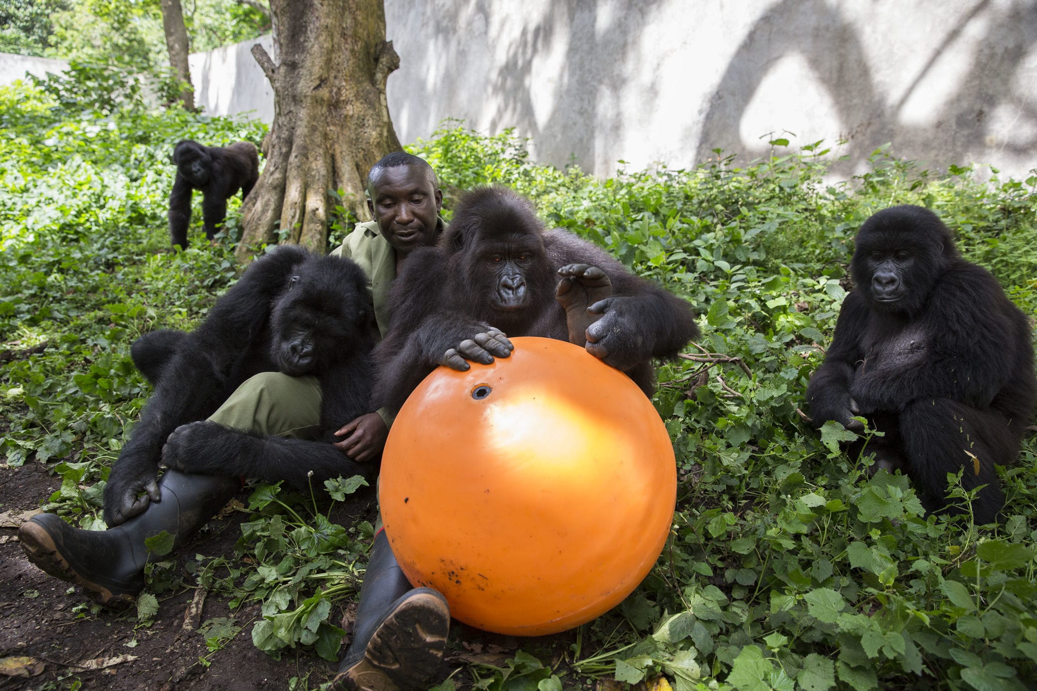 Andre and the Senkwekwe orphaned mountain gorillas