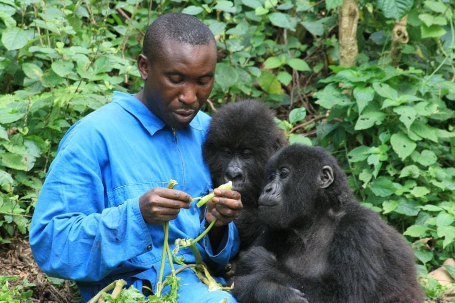 Andre and two of the mountain gorilla orphans at the Senkwekwe Centre